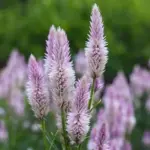 Celosia spicata 'Flamingo Feather'-20385