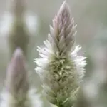 Celosia 'Xantippe' has spikes that start pale pink and gradually mature to silver.