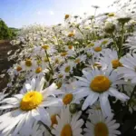 Leucanthemum vulgare, Ox-Eye Daisy, Organic-0