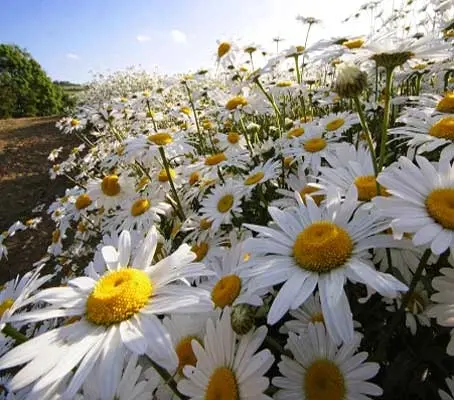 Leucanthemum vulgare, Ox-Eye Daisy, Organic-0
