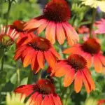 Not limited to one colour, each plant can bloom in a sumptuous range of colours.