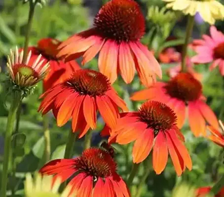 Not limited to one colour, each plant can bloom in a sumptuous range of colours.