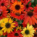 Gold, Scarlet, Orange, Rosy-Red, Cream, Purple and Yellow.