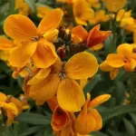 Bright orange, spicily scented blooms on compact plants that reach a height of around 30cm (12in)