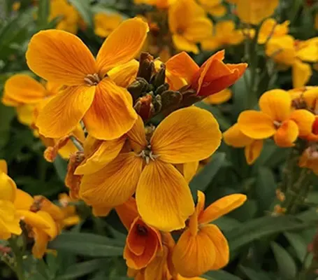 Bright orange, spicily scented blooms on compact plants that reach a height of around 30cm (12in)