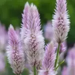Celosia spicata 'Flamingo Feather' is a stunning variety known for its unique, feathery flower spikes.