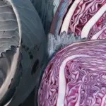 Cabbage 'Klimaro F1' is a dark reddish-purple in colour, both inside and out,