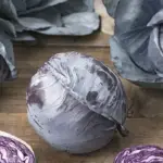 Held high on tall plants, the beautiful cabbages are very easy to harvest.