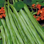 Runner Bean 'Lady Di' is an exceptional scarlet-flowered variety that produces long, slim blemish-free pods of exceptional quality.