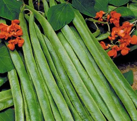 Runner Bean 'Lady Di' is an exceptional scarlet-flowered variety that produces long, slim blemish-free pods of exceptional quality.