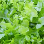 Lettuce 'Baby Oak Leaf'-0