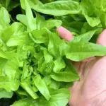 Lettuce 'Baby Oak Leaf'-20249