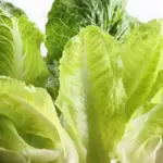 Lettuce Crisp Mint is a good sized Cos lettuce which develops dense heads of crisp and succulent leaves.