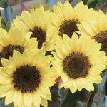 Helianthus annuus 'F1 Sunrich Limoncello Summer'-0