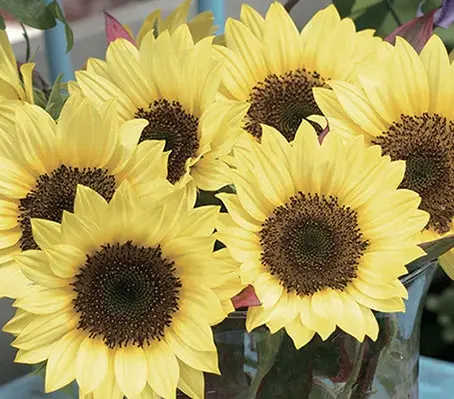 Helianthus annuus 'F1 Sunrich Limoncello Summer'-0