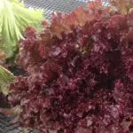 Attractive frilly-edged, open leaves are light green at the base, the tips are deeply flushed in wine red.