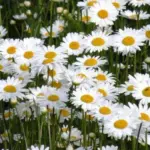 Leucanthemum vulgare, Ox-Eye Daisy, Organic-20260