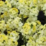They create a dense, mounded display perfect for borders, containers, or window boxes.
