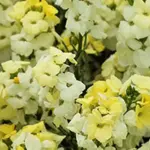 'Sugar Rush Primrose' produce a pale primrose, cream-yellow blooms on compact plants