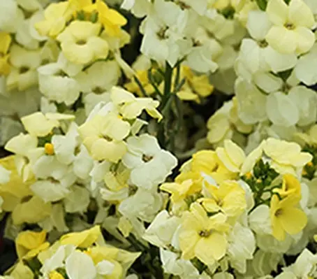 'Sugar Rush Primrose' produce a pale primrose, cream-yellow blooms on compact plants