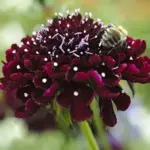 'Purple Black' produces deep, dark flowers that give a beautiful intensity to the garden or the vase.