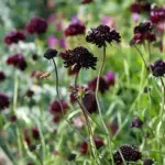 The flowers bob atop tall strong, slender stems that growing to 60 to 90cm tall