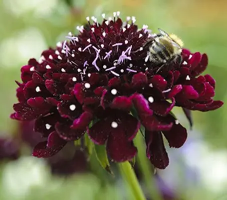 'Purple Black' produces deep, dark flowers that give a beautiful intensity to the garden or the vase.