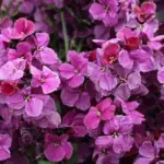 Erysimum cheiri 'F1 Sugar Rush, Purple'-0