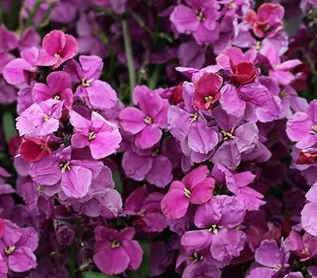 Erysimum cheiri 'F1 Sugar Rush, Purple'-0
