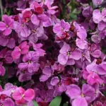 Erysimum cheiri 'F1 Sugar Rush, Purple'-20360