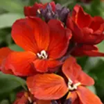 'Sugar Rush Red’ has upright clusters of scarlet-red that fill the air with delicious scent