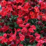 Tough and easy to grow, Sugar Rush will often flower over several months from spring to early summer.