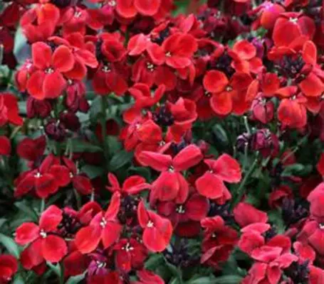 Tough and easy to grow, Sugar Rush will often flower over several months from spring to early summer.