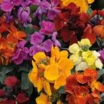 Unlike traditional wallflowers that primarily bloom in spring, 'Sugar Rush' flowers in both autumn and spring.