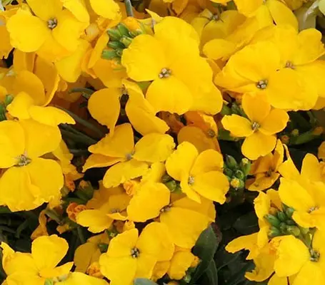 Erysimum cheiri 'F1 Sugar Rush, Yellow'-0