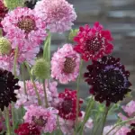 Scabiosa atropurpurea 'Summer Fruits' is a fantastic, fruity blend of delicious colours.