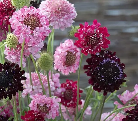 Scabiosa atropurpurea 'Summer Fruits' is a fantastic, fruity blend of delicious colours.