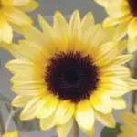 Helianthus annuus 'F1 Sunrich Limoncello Summer'-20252