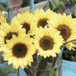 Helianthus annuus 'F1 Sunrich Limoncello Summer'-20253