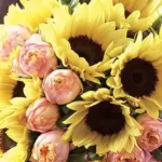 Helianthus annuus 'F1 Sunrich Limoncello Summer'-20254