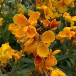 With multiple side branches they create a dense, mounded display perfect for borders, containers, or window boxes.