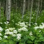 Yarrow will tolerate light shade such as occurs in orchards and along hedgerows.