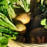 Recognised for both its disease resistance, especially to club-root and soil boron deficiency