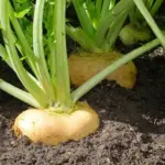 Swede Wilhelmsburger has been long favoured in the local markets of Germany and Northern Europe.