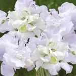 Arthur Hellyer produces large undulating flowers in shades of soft lavender, white and light purple