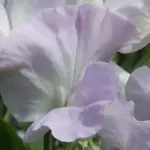 Larger than the average lathyrus, highly fragrant with the classic heady and sweet pea scent,