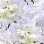 'Arthur Hellyer' was re-released by Unwins, appearing in their catalogue in the autumn of 1993