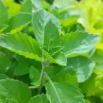 Holy Basil, 'Light' or 'Rama Tulsi'-0