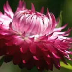 'King Size Bright Rose produce blooms that are bright carmine-rose with a silvery tint.