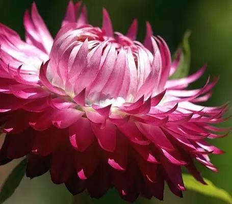 'King Size Bright Rose produce blooms that are bright carmine-rose with a silvery tint.